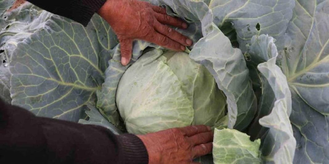 İklim değişikliğinden tarıma büyük darbe: Rekor büyüklükte mahsul kurudu, çiftçi perişan oldu! 5